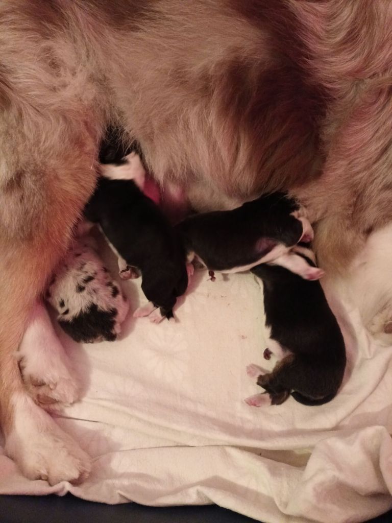 Du Château Des Myradors - Naissance chiots de perce-neige et ramos 