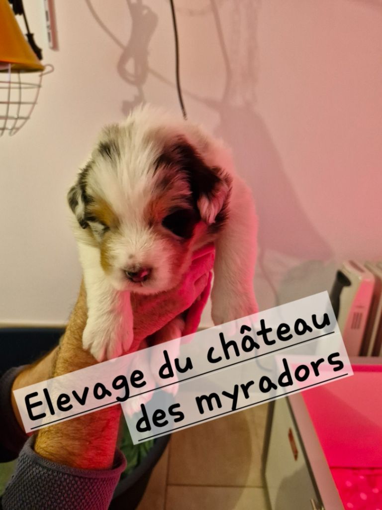 Du Château Des Myradors - Chiot disponible  - Berger Australien