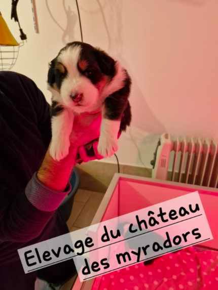 Du Château Des Myradors - Chiot disponible  - Berger Australien