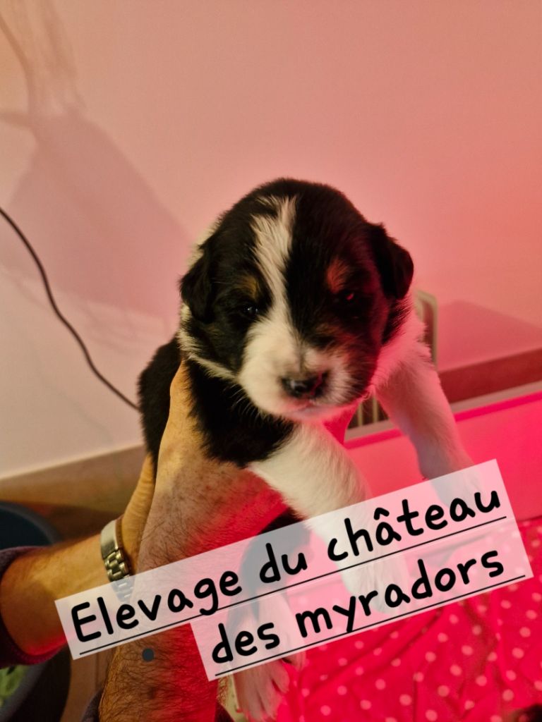 Du Château Des Myradors - Chiot disponible  - Berger Australien