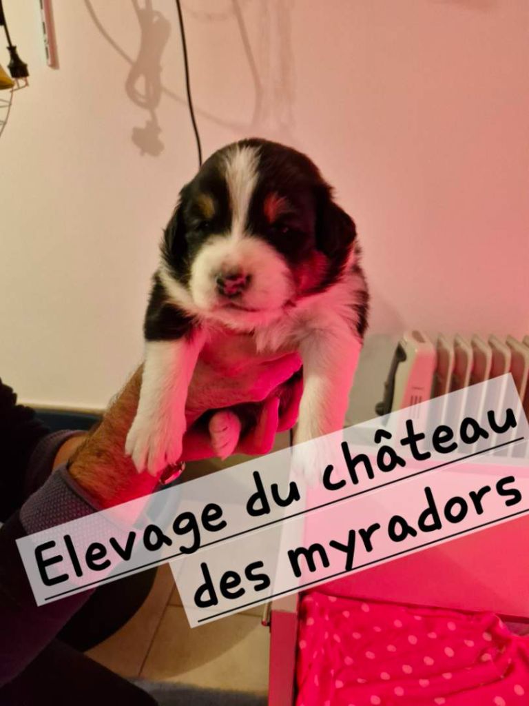 Du Château Des Myradors - Chiot disponible  - Berger Australien