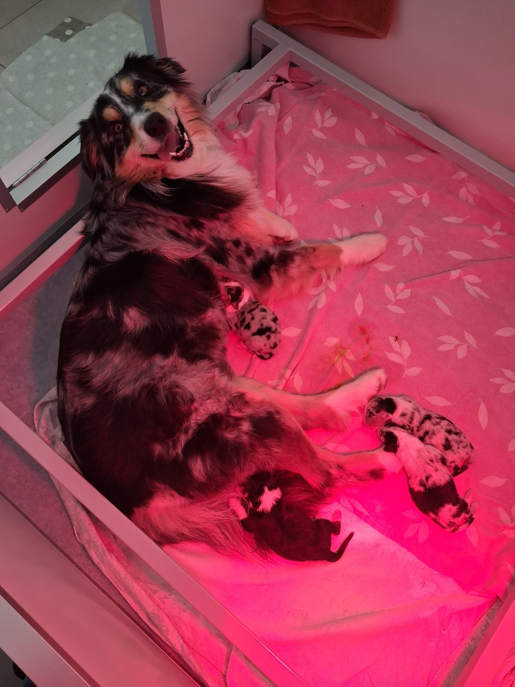 . Naissance des chiots