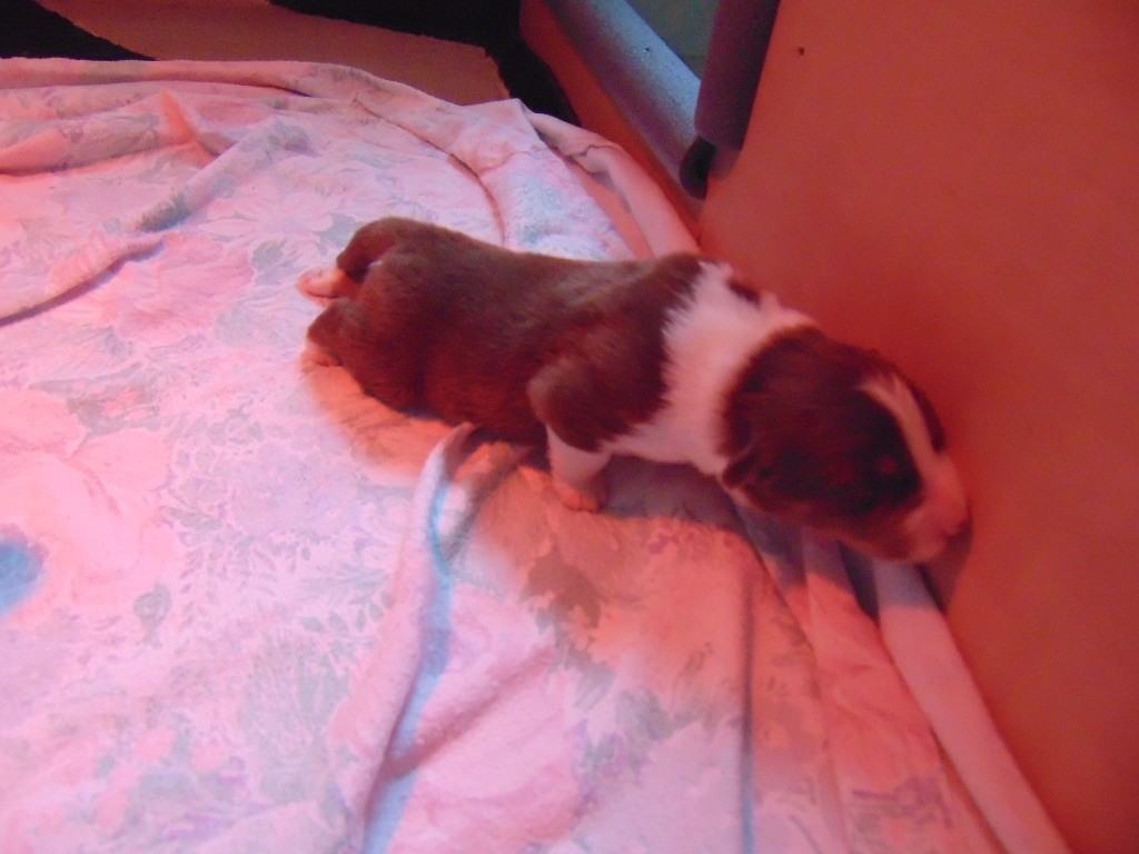 CHIOT