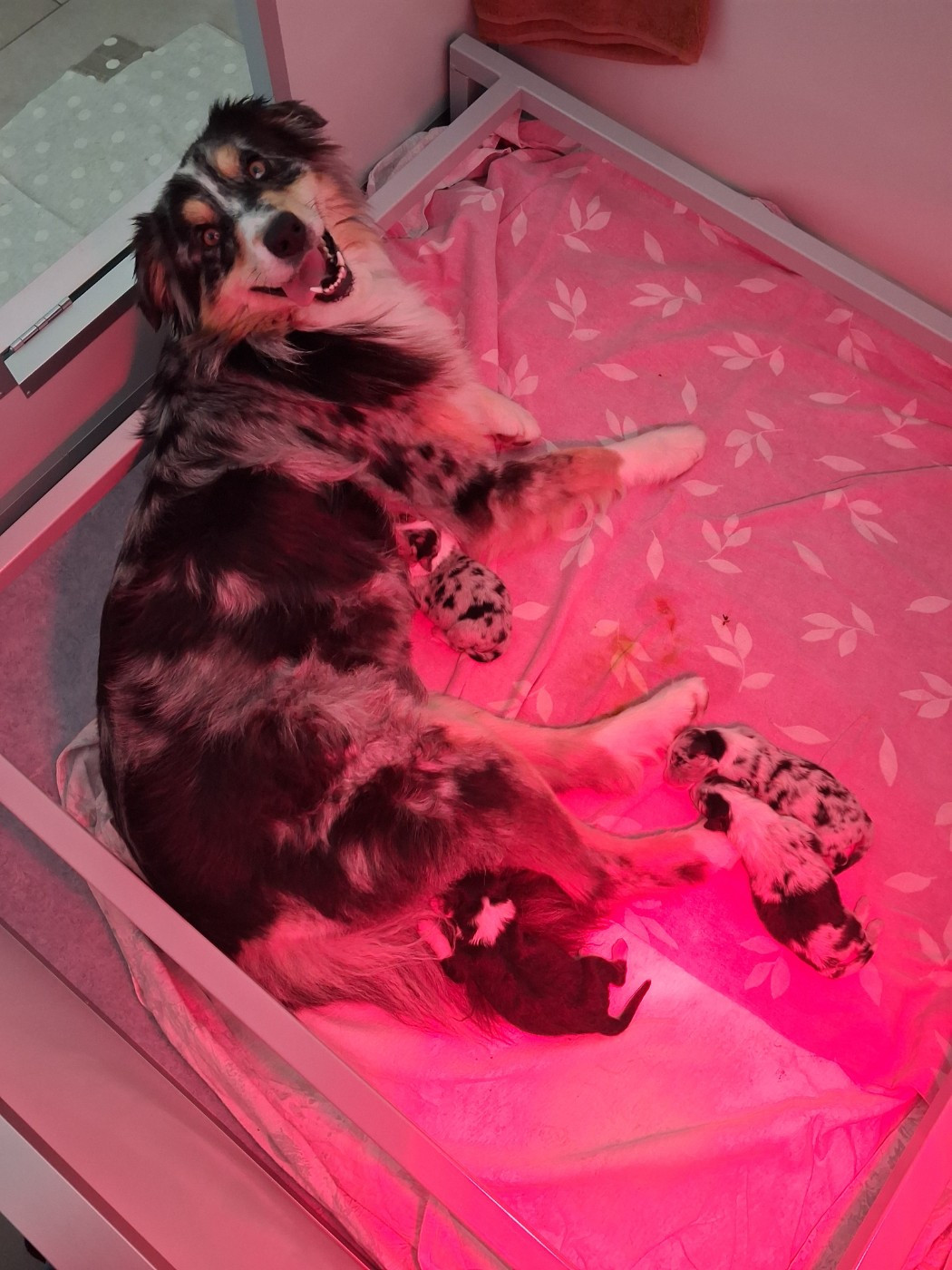 Chiot Berger Australien Du Château Des Myradors