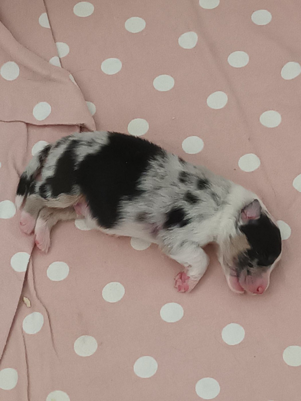 Du Château Des Myradors - Chiots disponibles - Berger Australien