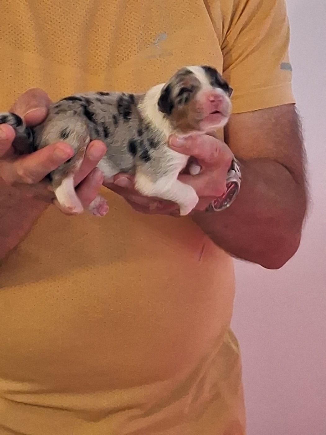 Du Château Des Myradors - Chiots disponibles - Berger Australien