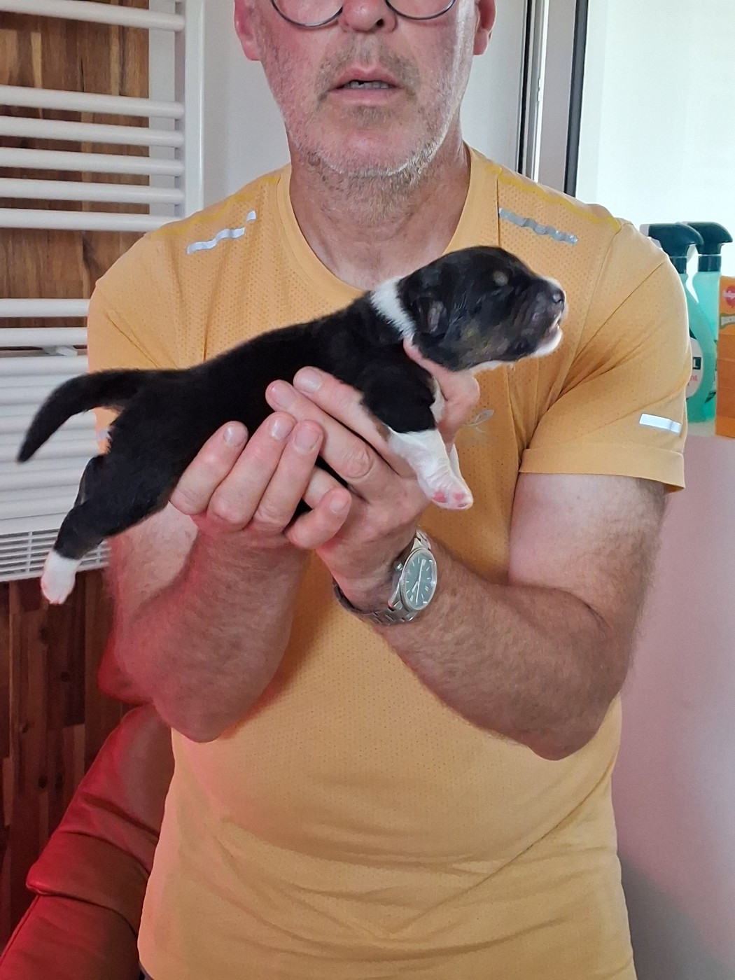 Du Château Des Myradors - Chiots disponibles - Berger Australien
