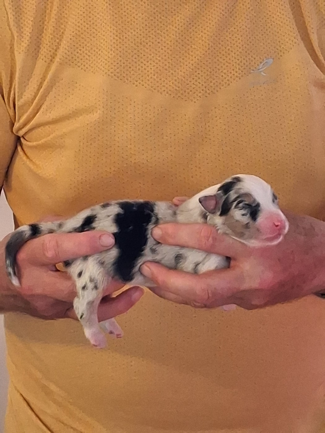 Du Château Des Myradors - Chiots disponibles - Berger Australien