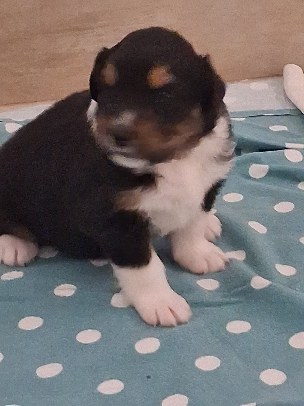Du Château Des Myradors - Chiots disponibles - Berger Australien