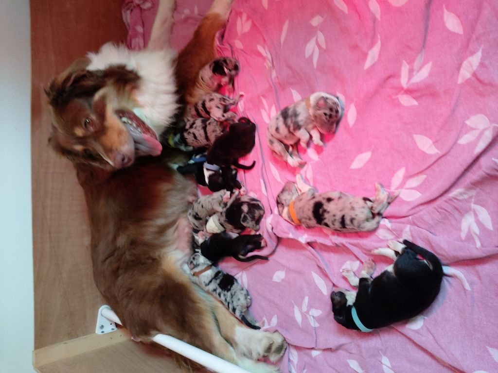 Chiot Berger Australien Du Château Des Myradors